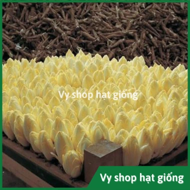 Hạt giống cải oro, rau diếp xoắn, đọt chuối, cải chicory - Giá 22.000 VND (trước 28.600 VND) - hatgiongnhapkhau 5