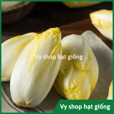 Hạt giống cải oro, rau diếp xoắn, đọt chuối, cải chicory - Giá 22.000 VND (trước 28.600 VND) - hatgiongnhapkhau 7