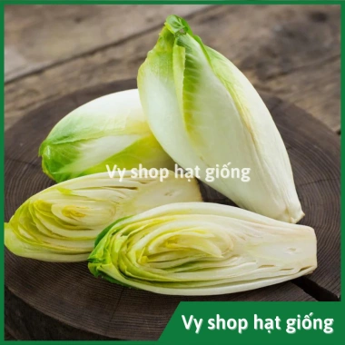 Hạt giống cải oro, rau diếp xoắn, đọt chuối, cải chicory - Giá 22.000 VND (trước 28.600 VND) - hatgiongnhapkhau 8