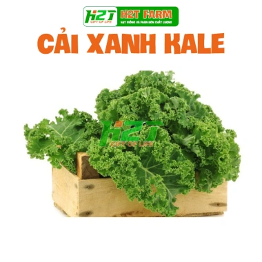 Hạt giống Cải Xoăn Kale kháng bệnh, giàu dinh dưỡng - Giá 13.860đ giảm tới 30%