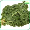 Hạt giống Cải Xoăn Kale kháng bệnh, giàu dinh dưỡng - Giá 13.860đ giảm tới 30% 2