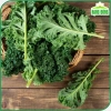 Hạt giống Cải Xoăn Kale kháng bệnh, giàu dinh dưỡng - Giá 13.860đ giảm tới 30% 3