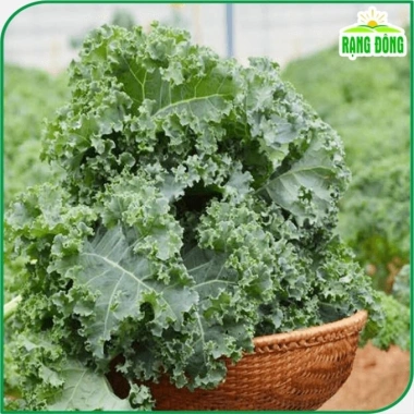 Hạt giống Cải Xoăn Kale kháng bệnh, giàu dinh dưỡng - Giá 13.860đ giảm tới 30%