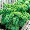 Hạt giống Cải Xoăn Kale kháng bệnh, giàu dinh dưỡng - Giá 13.860đ giảm tới 30% 5