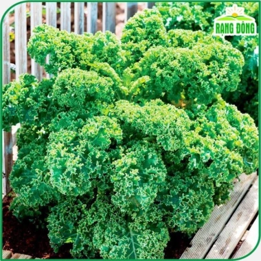 Hạt giống Cải Xoăn Kale kháng bệnh, giàu dinh dưỡng - Giá 13.860đ giảm tới 30%