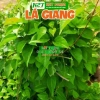 Hạt Giống Cây Lá Giang Thegioihatgiong – 36.000đ, Giảm Giá, Trồng Nhanh, Nở Đẹp