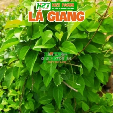 Hạt Giống Cây Lá Giang Thegioihatgiong – 36.000đ, Giảm Giá, Trồng Nhanh, Nở Đẹp