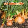 Hạt Giống Củ Hành Tây Chịu Nhiệt - h2t farm Giá Ưu Đãi 18.000đ, Nhanh Giao