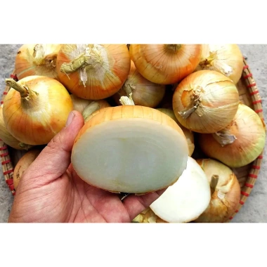 Hạt Giống Củ Hành Tây Chịu Nhiệt - h2t farm Giá Ưu Đãi 18.000đ, Nhanh Giao