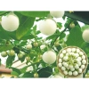 Hạt giống củ quả đa dạng: dưa chuột, đậu đỗ, ớt, cà, bầu, bí mướp, su hào - chịu nhiệt, trồng quanh năm, giá 4.000đ 2