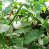 Hạt giống củ quả đa dạng: dưa chuột, đậu đỗ, ớt, cà, bầu, bí mướp, su hào - chịu nhiệt, trồng quanh năm, giá 4.000đ 8