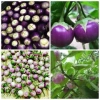 Hạt giống củ quả đa dạng: dưa chuột, đậu đỗ, ớt, cà, bầu, bí mướp, su hào - chịu nhiệt, trồng quanh năm, giá 4.000đ 9