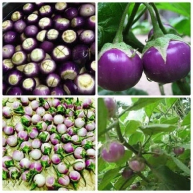 Hạt giống củ quả đa dạng: dưa chuột, đậu đỗ, ớt, cà, bầu, bí mướp, su hào - chịu nhiệt, trồng quanh năm, giá 4.000đ