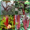 Hạt giống đậu bắp đỏ giàu dinh dưỡng, trồng quanh năm - Giá chỉ 15.000đ, sinh trưởng mạnh 2