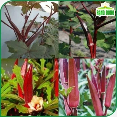 Hạt giống đậu bắp đỏ giàu dinh dưỡng, trồng quanh năm - Giá chỉ 15.000đ, sinh trưởng mạnh