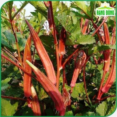 Hạt giống đậu bắp đỏ giàu dinh dưỡng, trồng quanh năm - Giá chỉ 15.000đ, sinh trưởng mạnh