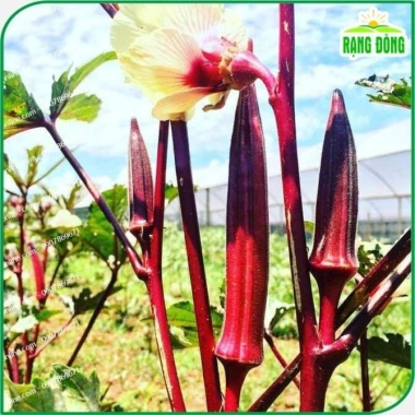 Hạt giống đậu bắp đỏ giàu dinh dưỡng, trồng quanh năm - Giá chỉ 15.000đ, sinh trưởng mạnh 4 Hạt giống đậu bắp đỏ giàu dinh dưỡng, trồng quanh năm - Giá chỉ 15.000đ, sinh trưởng mạnh 4