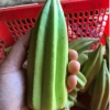 Hạt giống đậu bắp khổng lồ David - Dễ trồng, cao, ngon, chỉ 14.000₫ 5