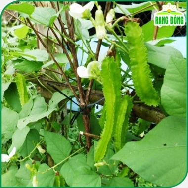 Hạt giống Đậu Rồng chất lượng cao trồng dễ, thu hoạch nhanh, giảm giá 15.000 đồng thegioihatgiong