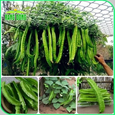Hạt giống Đậu Rồng chất lượng cao trồng dễ, thu hoạch nhanh, giảm giá 15.000 đồng thegioihatgiong