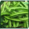 Hạt giống Đậu Rồng chất lượng cao trồng dễ, thu hoạch nhanh, giảm giá 15.000 đồng thegioihatgiong 7