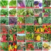 Hạt Giống Đậu Rồng Xanh Tím Nảy Mầm Nhanh, Dễ Trồng - Giá 9.888 VND Khuyến Mãi 3