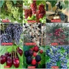 Hạt Giống Đậu Rồng Xanh Tím Nảy Mầm Nhanh, Dễ Trồng - Giá 9.888 VND Khuyến Mãi 6