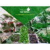 Hạt Giống Đậu Rồng Xanh Tím Nảy Mầm Nhanh, Dễ Trồng - Giá 9.888 VND Khuyến Mãi 7