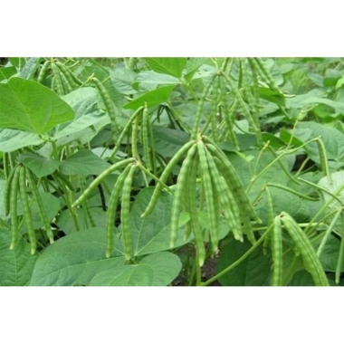 Hạt Giống Đậu Xanh Cao Sản Hữu Cơ 1kg - Nhanh Nở, Năng Lượng Cao, Giá 45.000 VND