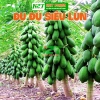 Hạt Giống Đu Đủ Lùn Thái Lan Sai Trái 10 Hạt - Giá chỉ 20.000đ Thegioihatgiong