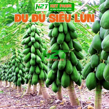 Hạt Giống Đu Đủ Lùn Thái Lan Sai Trái 10 Hạt - Giá chỉ 20.000đ Thegioihatgiong