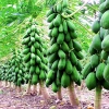Hạt Giống Đu Đủ Lùn Thái Lan Sai Trái 10 Hạt - Giá chỉ 20.000đ Thegioihatgiong 2