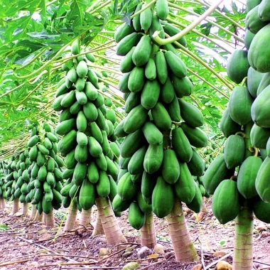 Hạt Giống Đu Đủ Lùn Thái Lan Sai Trái 10 Hạt - Giá chỉ 20.000đ Thegioihatgiong
