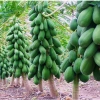 Hạt Giống Đu Đủ Lùn Thái Lan Sai Trái 10 Hạt - Giá chỉ 20.000đ Thegioihatgiong 5