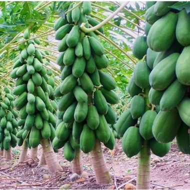Hạt Giống Đu Đủ Lùn Thái Lan Sai Trái 10 Hạt - Giá chỉ 20.000đ Thegioihatgiong