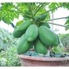 Hạt Giống Đu Đủ Lùn Thái Lan Sai Trái 10 Hạt - Giá chỉ 20.000đ Thegioihatgiong 6