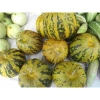 Hạt giống Dưa Bở F1 quả Tròn siêu trái - Năng suất cao, giảm còn 9.000đ (giá gốc 11.160đ) 2