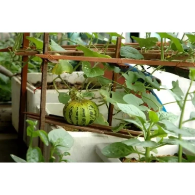 Hạt giống Dưa Bở F1 quả Tròn siêu trái - Năng suất cao, giảm còn 9.000đ (giá gốc 11.160đ)