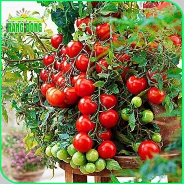 Hạt giống Dưa Cà trồng quanh năm, chịu nhiệt tốt, rau củ quả chậu - Giá 6.000đ 2