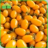 Hạt giống Dưa Cà trồng quanh năm, chịu nhiệt tốt, rau củ quả chậu - Giá 6.000đ 4