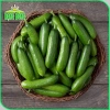 Hạt giống Dưa Cà trồng quanh năm, chịu nhiệt tốt, rau củ quả chậu - Giá 6.000đ 6