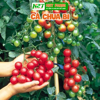 Hạt giống Dưa Cà trồng quanh năm, chịu nhiệt tốt, rau củ quả chậu - Giá 6.000đ 9
