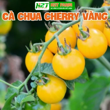 Hạt giống Dưa Cà trồng quanh năm, chịu nhiệt tốt, rau củ quả chậu - Giá 6.000đ 10