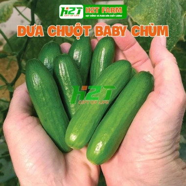 Hạt giống dưa chuột baby chùm nhập khẩu - Giá 15.000, trồng dễ dàng, năng suất cao