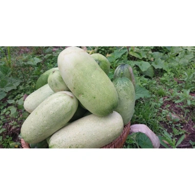 Hạt Giống Dưa Chuột Mèo Khổng Lồ Bản Địa Tây Bắc - Gói 50 Hạt Giá chỉ 12.000đ