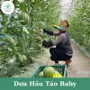 Hạt Giống Dưa Hấu Táo Baby F1 Gói 30 Hạt - Siêu Ngọt Giòn Nảy Mầm Cao Giá 9.900đ 7