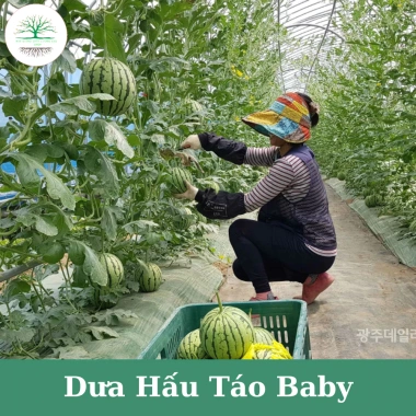 Hạt Giống Dưa Hấu Táo Baby F1 Gói 30 Hạt - Siêu Ngọt Giòn Nảy Mầm Cao Giá 9.900đ