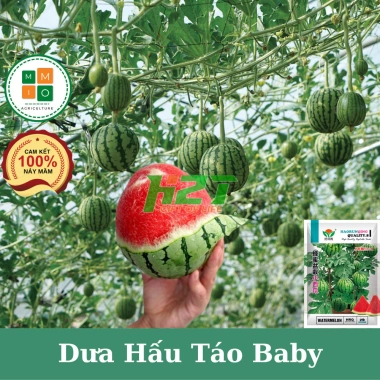 Hạt giống dưa hấu táo baby siêu giòn ngọt H2T Farm 14.400₫, trồng dễ, thu hoạch nhanh