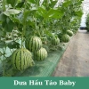 Hạt giống dưa hấu táo baby siêu giòn ngọt H2T Farm 14.400₫, trồng dễ, thu hoạch nhanh 3