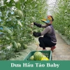 Hạt giống dưa hấu táo baby siêu giòn ngọt H2T Farm 14.400₫, trồng dễ, thu hoạch nhanh 4